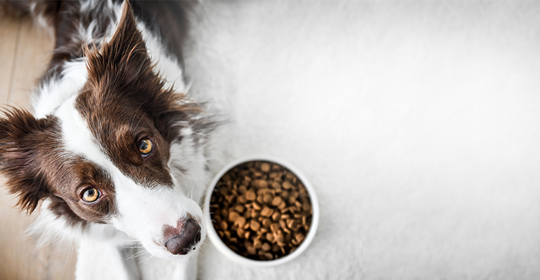 Nourriture pour chien