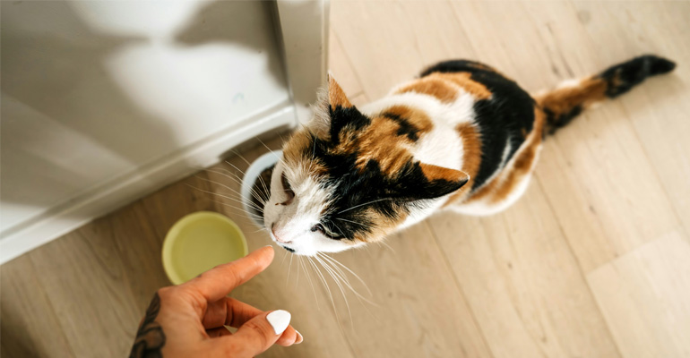 Nourriture pour chat
