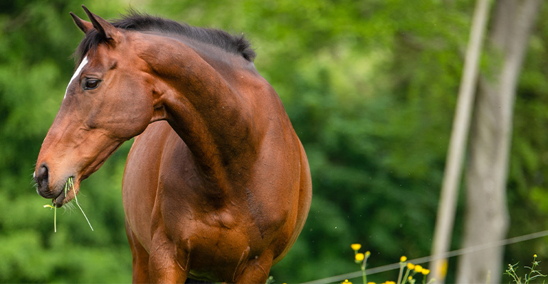 Chevaux