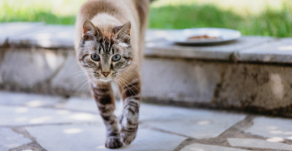Bild Katze spielt mit Spielzeug