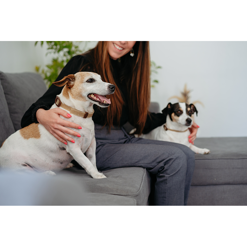 Zenidog Collier S  de Virbac Image 4