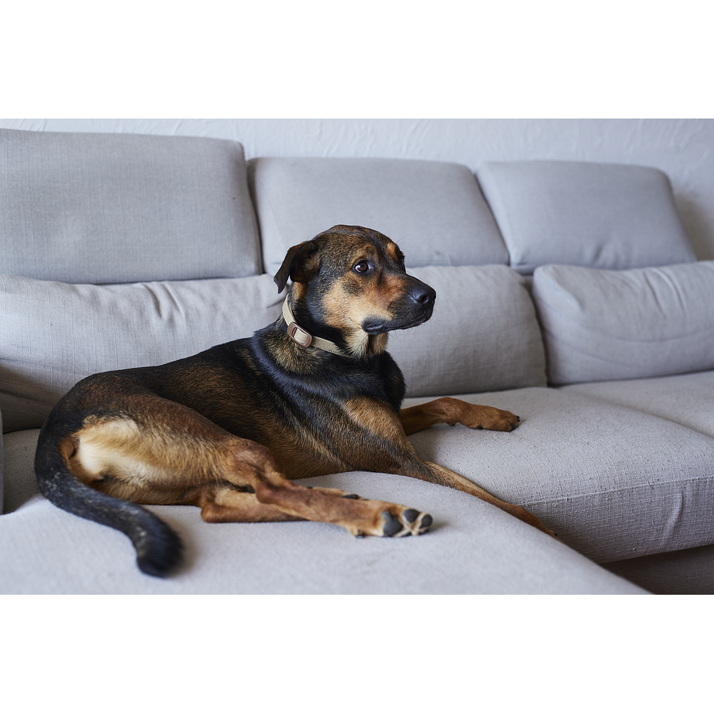 Zenidog Collier M&L de Virbac Image 4