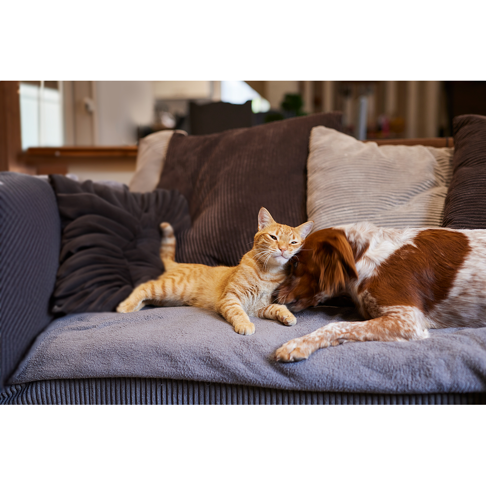 Zenidog Gel Diffuseur de Virbac Image 5