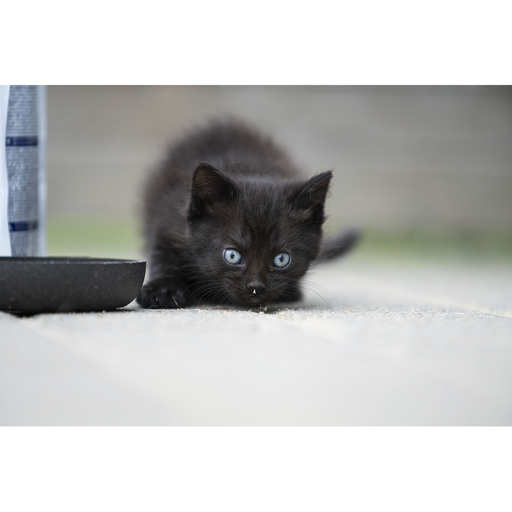 Cat Junior Neutered de Virbac Image 5