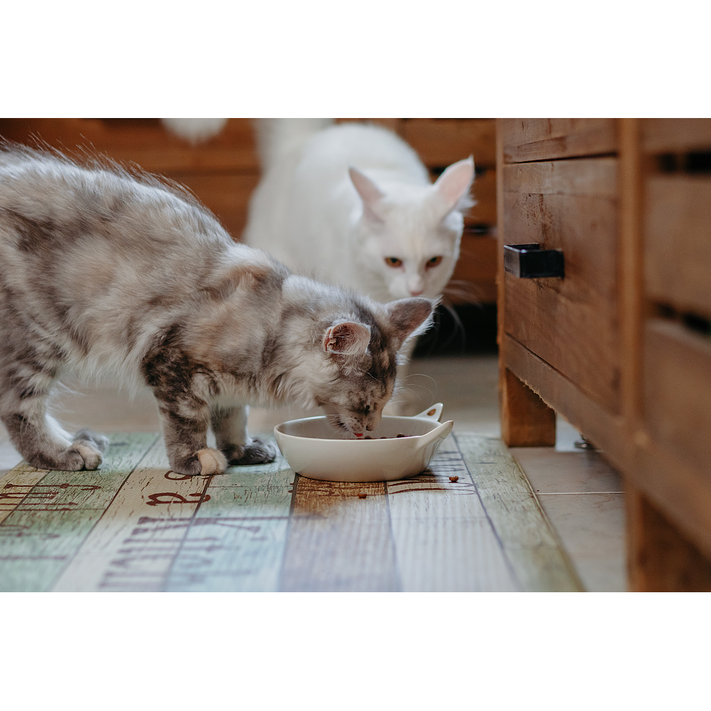 Cat Senior Neutered de Virbac Image 5