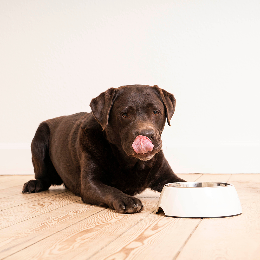 Dog Gastro Digestive Support de Virbac Image 4