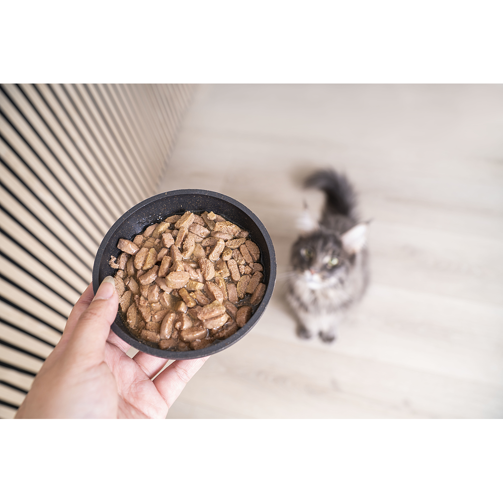 Cat Adult Neutered Wet Salmon de Virbac Image 5