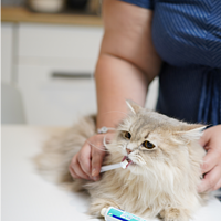 Dentifrice C.E.T. � l�ar�me de volaille pour chiens et chats  de Virbac Image 3