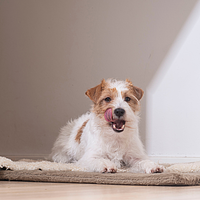 C.E.T. Lamelles � m�cher pour petits chiens de Virbac Image 4