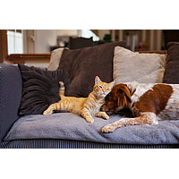 Zenidog Collier S  de Virbac Image 5