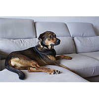 Zenidog Collier M&L de Virbac Image 4