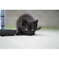 Cat Junior Neutered de Virbac Image 5