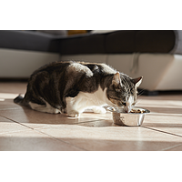 Cat Senior Neutered de Virbac Image 5