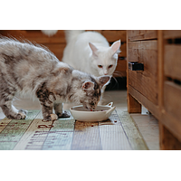 Cat Senior Neutered de Virbac Image 5