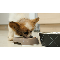 Dog Puppy Small & Toy de Virbac Image 5