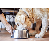 Senior Neutered Dog Large & Medium de Virbac Image 5