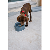 Dog Junior Medium de Virbac Image 5