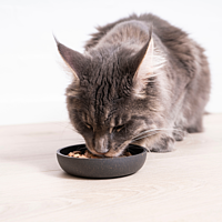Cat Gastro Digestive Support (humide) de Virbac Image 4