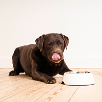 Dog Gastro Digestive Support de Virbac Image 4