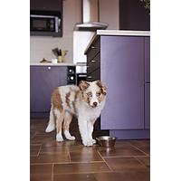 Baby Dog Large & Medium de Virbac Image 5