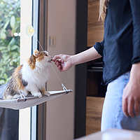 Floragest Chat de Virbac Image 4